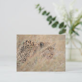 Prowling Leopard Hiding in grasland Briefkaart (Staand voorkant)