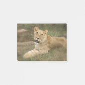 Prowling Lion Post-it® Notes (Voorkant)