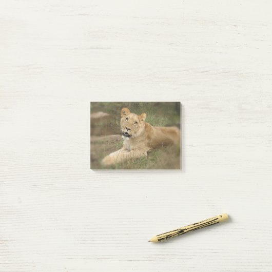 Prowling Lion Post-it® Notes (Op bureau)