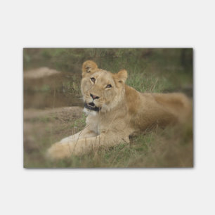 Prowling Lion Post-it® Notes