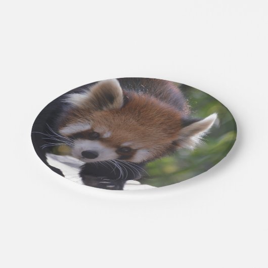 Prowling Red Panda Papieren Bordje (Gekanteld)