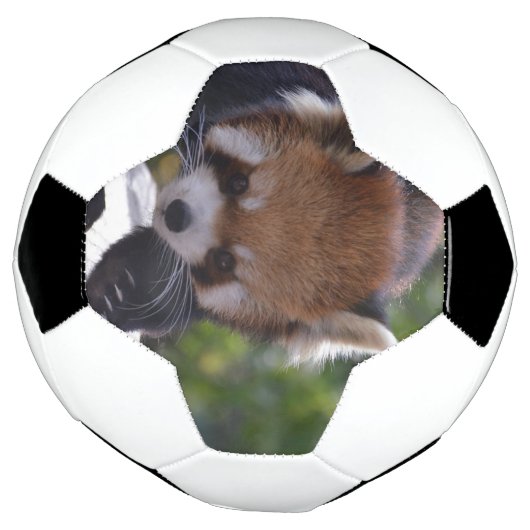 Prowling Red Panda Voetbal (Gedraaid)