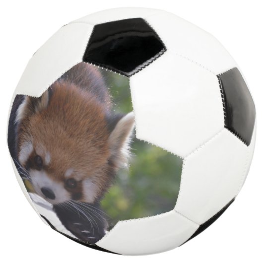 Prowling Red Panda Voetbal (Drie kwart)
