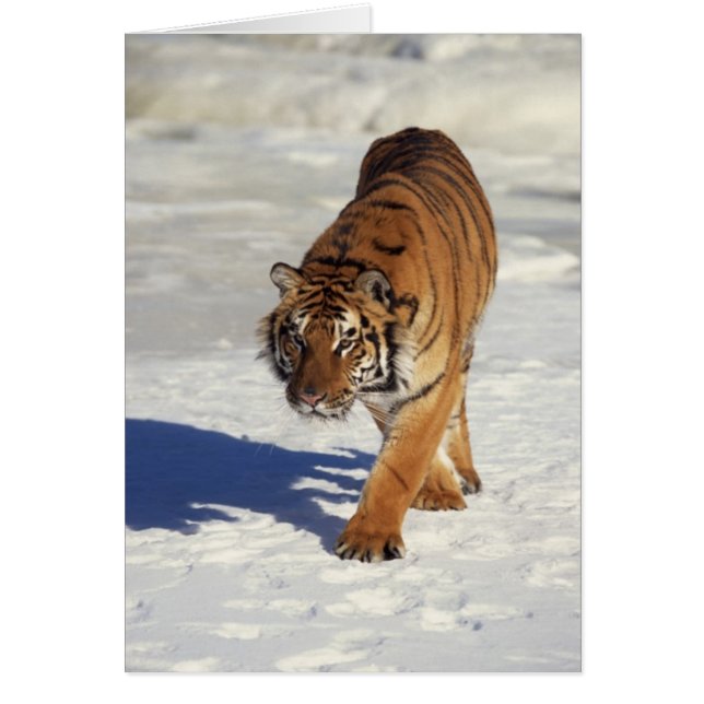 Prowling Tiger (Voorkant)