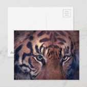 Prowling Tiger Briefkaart (Voorkant / Achterkant)