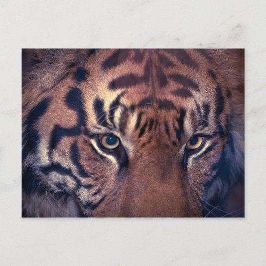 Prowling Tiger Briefkaart (Voorkant)