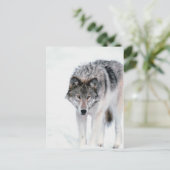 Prowling Wolf Briefkaart (Staand voorkant)