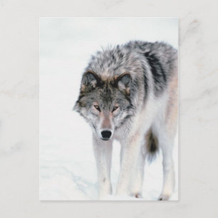 Prowling Wolf Briefkaart