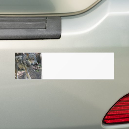 Prowling Wolf Bumperstickers (Op auto)