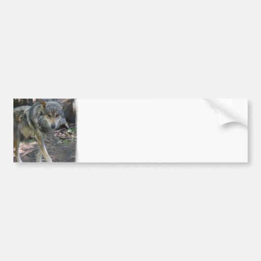 Prowling Wolf Bumperstickers (Voorkant)