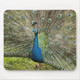 Prud Peacock Muismat
