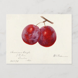 Pruimen (Prunus Domestica) Waterverf van vruchten Briefkaart