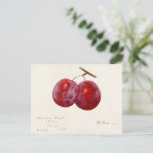 Pruimen (Prunus Domestica) Waterverf van vruchten Briefkaart (Staand voorkant)