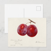 Pruimen (Prunus Domestica) Waterverf van vruchten Briefkaart (Voorkant / Achterkant)