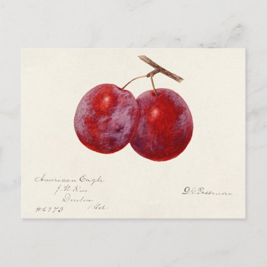 Pruimen (Prunus Domestica) Waterverf van vruchten Briefkaart (Voorkant)