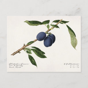 Pruimen (Prunus Domestica) Waterverf van vruchten Briefkaart