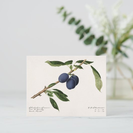 Pruimen (Prunus Domestica) Waterverf van vruchten Briefkaart (Staand voorkant)