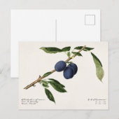 Pruimen (Prunus Domestica) Waterverf van vruchten Briefkaart (Voorkant / Achterkant)