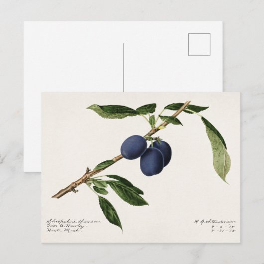 Pruimen (Prunus Domestica) Waterverf van vruchten Briefkaart (Voorkant / Achterkant)