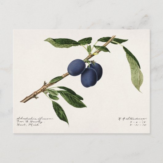 Pruimen (Prunus Domestica) Waterverf van vruchten Briefkaart (Voorkant)