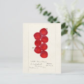 Pruimen (Prunus Domestica) Waterverf van vruchten Briefkaart (Staand voorkant)