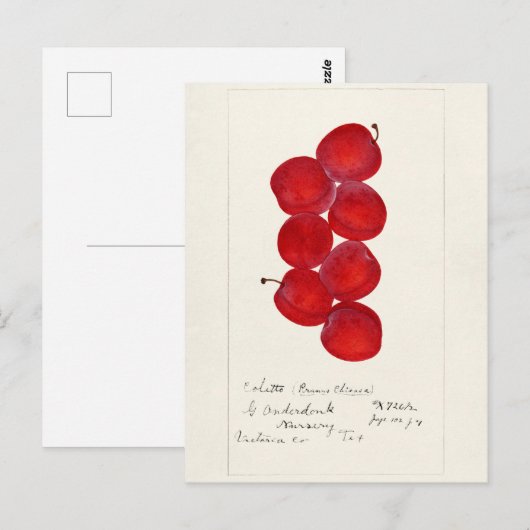 Pruimen (Prunus Domestica) Waterverf van vruchten Briefkaart (Voorkant / Achterkant)