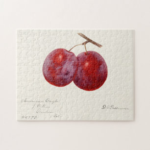Pruimen (Prunus Domestica) Waterverf van vruchten Legpuzzel