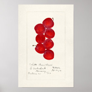 Pruimen (Prunus Domestica) Waterverf van vruchten Poster