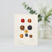 Pruimen Waterverf (Prunnus Domeatica) Briefkaart (Staand voorkant)