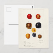 Pruimen Waterverf (Prunnus Domeatica) Briefkaart (Voorkant / Achterkant)