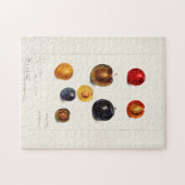Pruimen Waterverf (Prunnus Domeatica) Legpuzzel (Horizontaal)