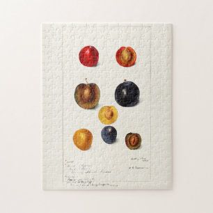 Pruimen Waterverf (Prunnus Domeatica) Legpuzzel
