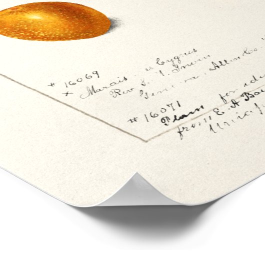 Pruimen Waterverf (Prunnus Domeatica) Poster (Hoek)