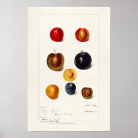 Pruimen Waterverf (Prunnus Domeatica)