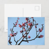 Pruimenbloesem: Japan Briefkaart (Voorkant / Achterkant)