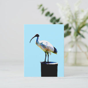 prullenbak, (ibis) olieverf, briefkaart