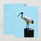 prullenbak, (ibis) olieverf, briefkaart (Voorkant / Achterkant)