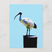 prullenbak, (ibis) olieverf, briefkaart (Voorkant)