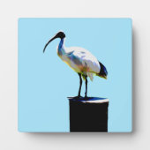 prullenbak, (ibis) olieverf, fotoplaat (Voorkant)