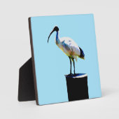 prullenbak, (ibis) olieverf, fotoplaat (Voorkant)
