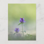 Prunella Bloem Natuur Foto Briefkaart (Voorkant)