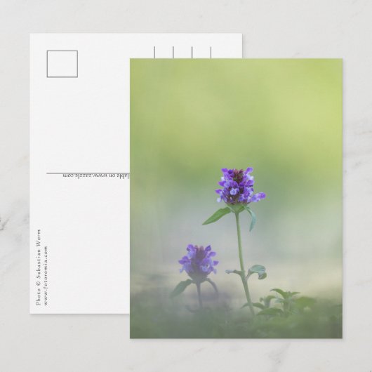 Prunella Natuur foto Briefkaart (Voorkant / Achterkant)