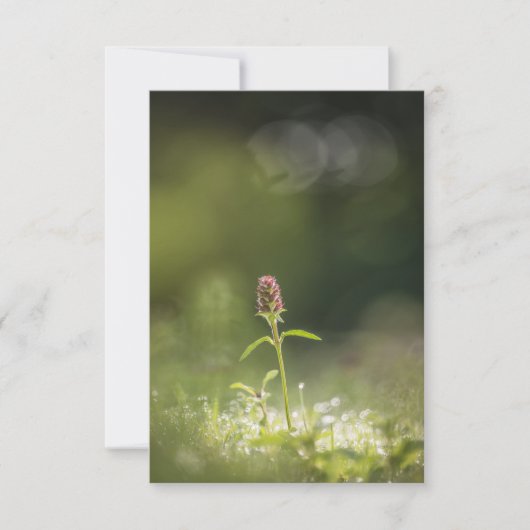 Prunella Natuur foto Kaart (Voorkant)