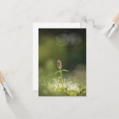 Prunella Natuur foto Kaart (Voorkant / Achterkant in situ)