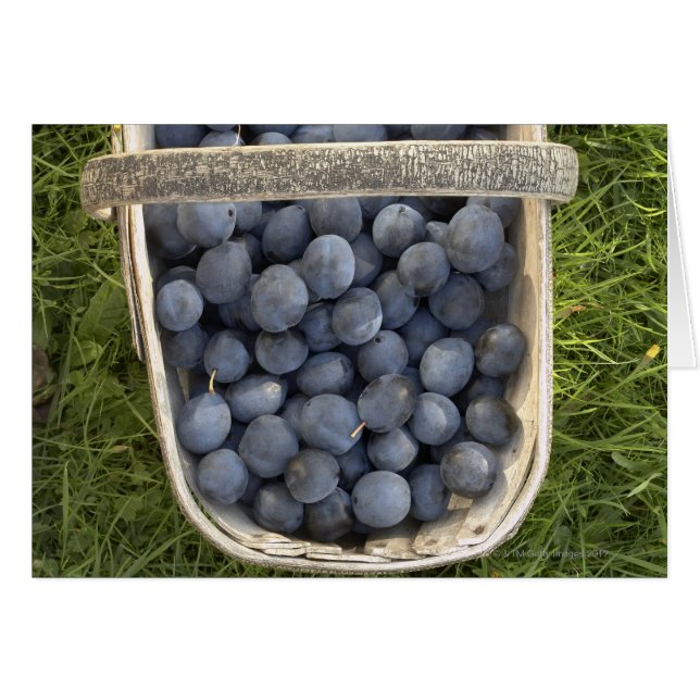 Prunus domestica, Damsons (Voorkant Horizontaal)