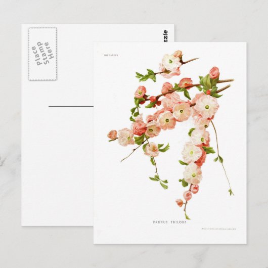 Prunus triloba (bloeiende amandel) briefkaart (Voorkant / Achterkant)