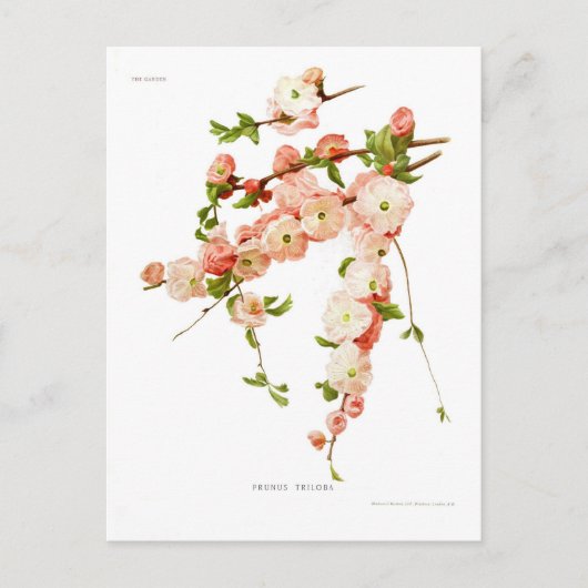 Prunus triloba (bloeiende amandel) briefkaart (Voorkant)