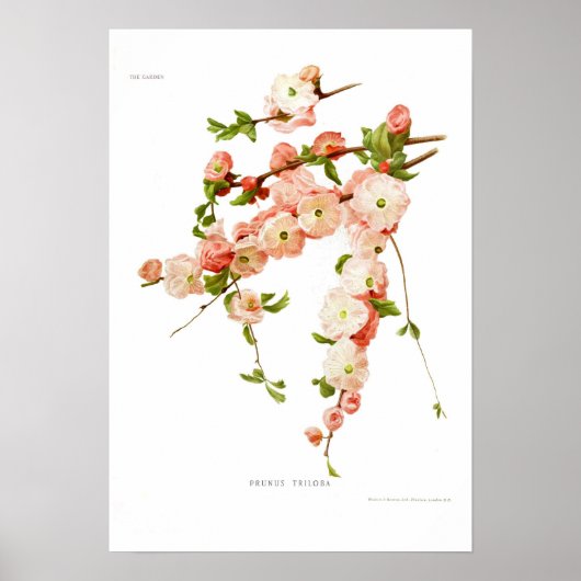 Prunus triloba (bloeiende amandel) poster (Voorkant)