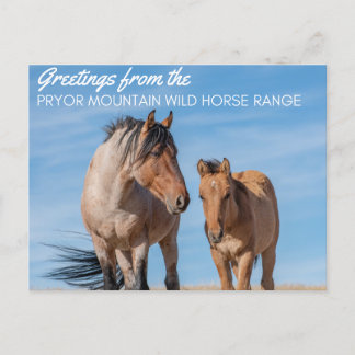 Pryor Mountain Wild Horse Range Briefkaart