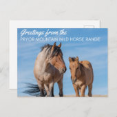 Pryor Mountain Wild Horse Range Briefkaart (Voorkant / Achterkant)
